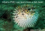 What a PMO can learn from a fish tank
