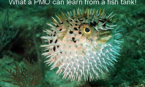 what can a marine fish tank teach the pmo pm majik