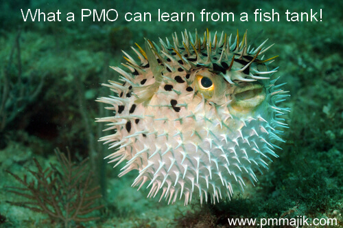 What can a marine fish tank teach the PMO?